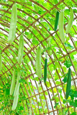 ağaç üzerinde asılı açılı kabak