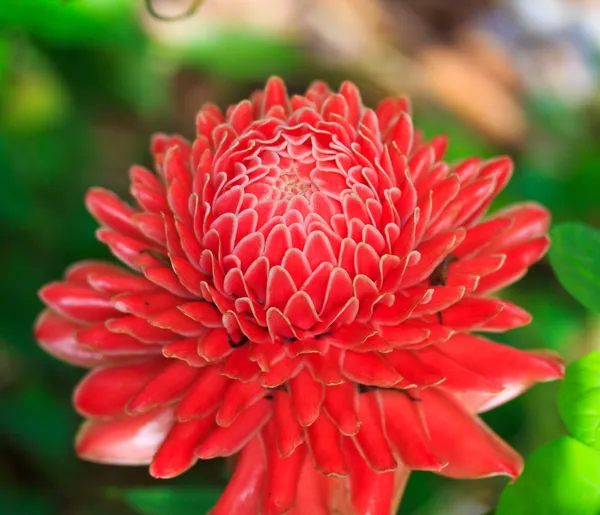 Blomma etlingera palmliknande — Stockfoto