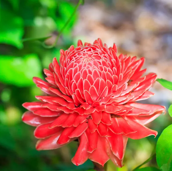 Çiçek etlingera elatior — Stok fotoğraf
