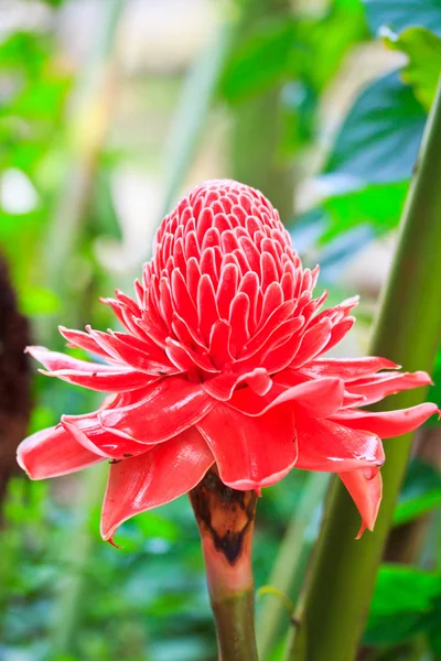 Flower etlingera elatior — Stock Photo, Image