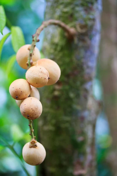 Wollongong Lansium domesticum and Longkong — Stock Photo, Image