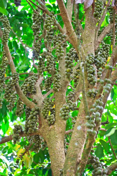 Wollongong lansium domesticum och longkong — Stockfoto