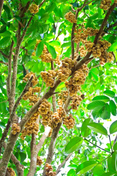 Wollongong Lansium domesticum e Longkong — Foto Stock