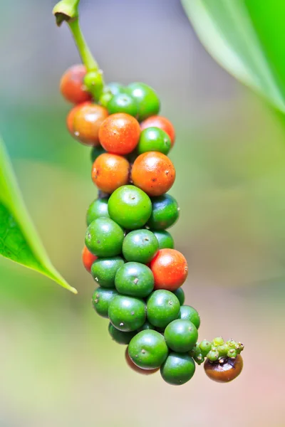 Pepper — Stock Photo, Image