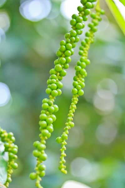 Pepper — Stock Photo, Image