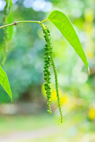 Pepper — Stock Photo, Image