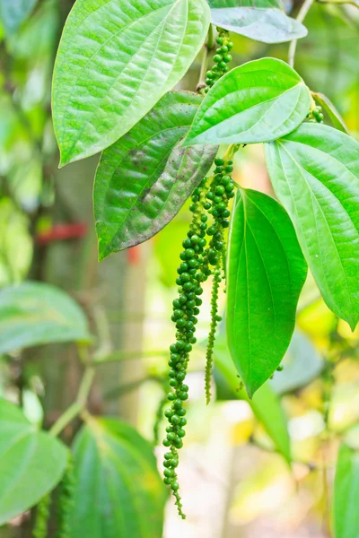 Pepper — Stock Photo, Image