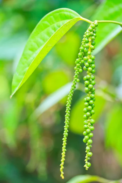 Pepper — Stock Photo, Image