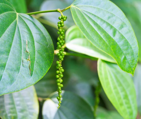 Pepper — Stock Photo, Image