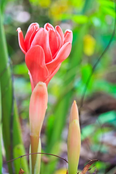 Etlingera elatior flower — Stock Photo, Image