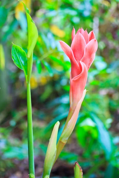 Etlingera palmliknande blomma — Stockfoto