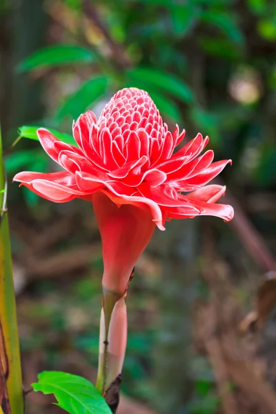 Flor de elatior etlingera — Fotografia de Stock