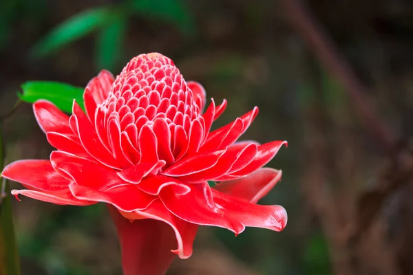 Etlingera palmliknande blomma — Stockfoto