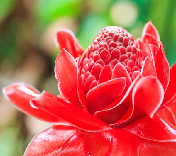 Flor elatior etlingera — Foto de Stock