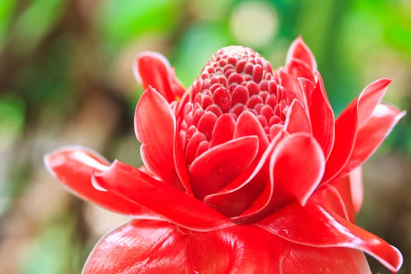 Flor elatior etlingera — Foto de Stock