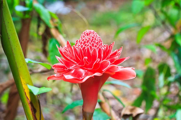 Etlingera elatior çiçek — Stok fotoğraf