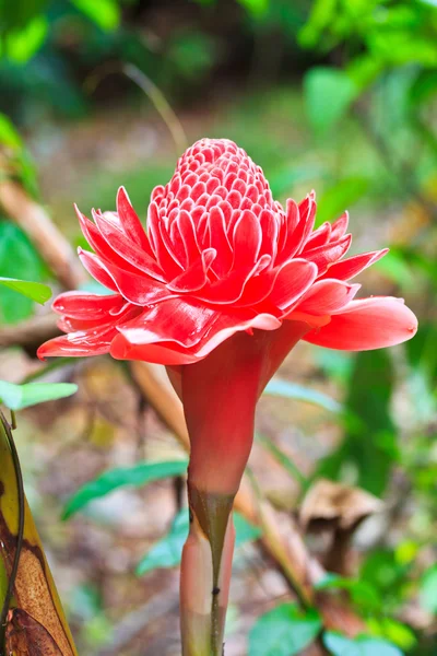 Etlingera palmliknande blomma — Stockfoto