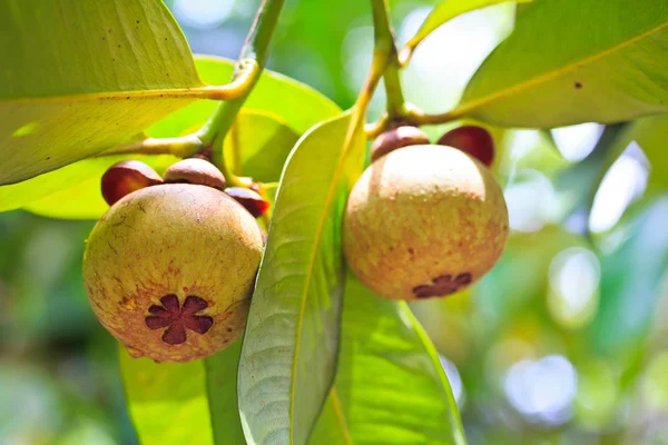 Mangosteen — Stock Photo, Image