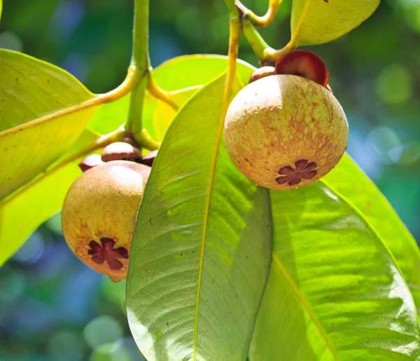 Mangosteen — Stock Photo, Image