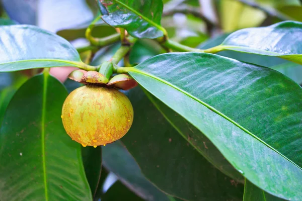 Mangosteen — Stock Photo, Image