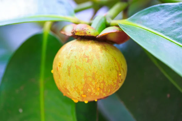 Mangosteen — Stock Photo, Image