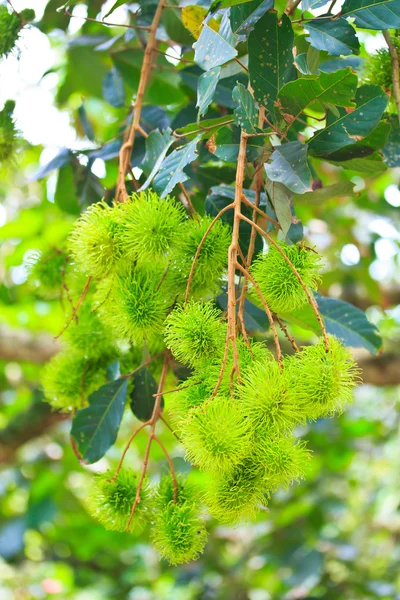 Rambutan — Stockfoto