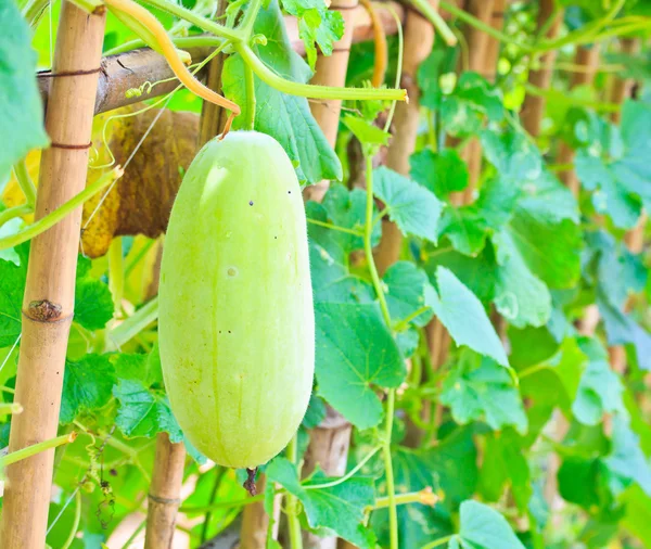 Vegetable marrow — Stock Photo, Image