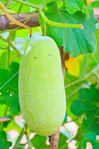 Vegetable marrow — Stock Photo, Image