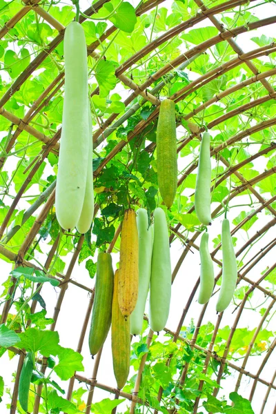 Angled gourd hanging on tree — Stock Photo, Image