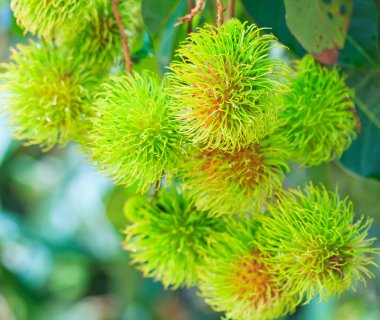 Rambutan