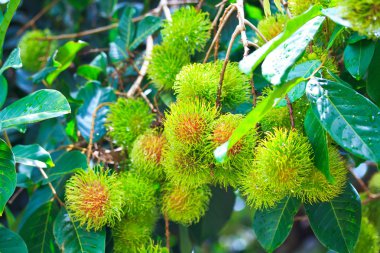 Rambutan