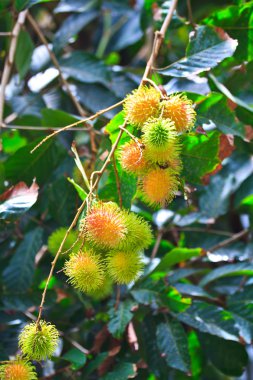 Rambutan