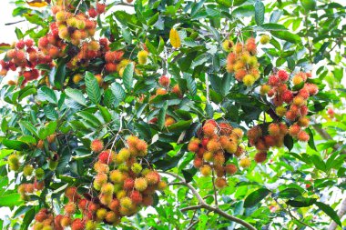Rambutan