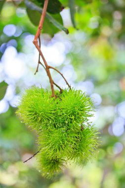 Rambutan