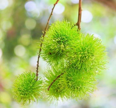 Rambutan