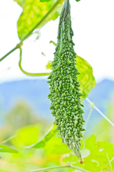 Melón amargo —  Fotos de Stock