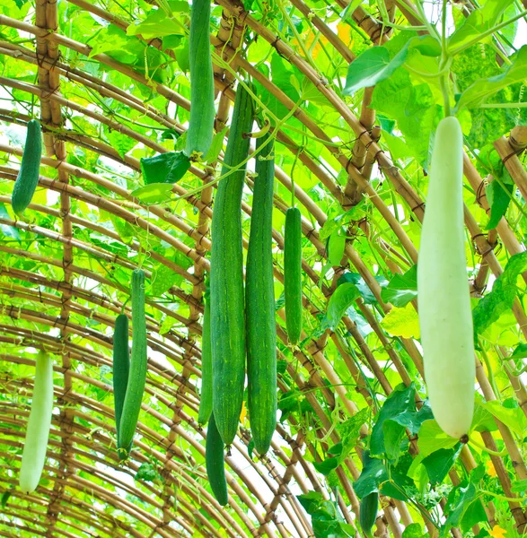 Angled gourd hanging on tree — Stock Photo, Image