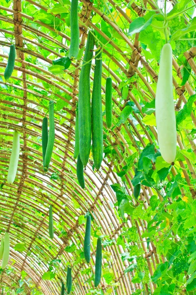 Vinklade kalebass som hänger på trädet — Stockfoto
