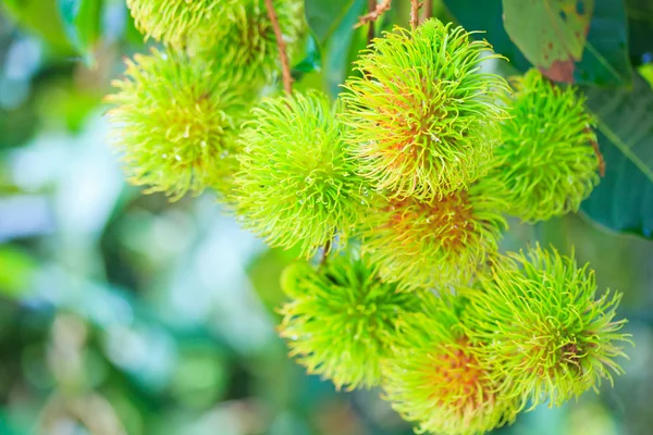 Rambutan — Stock fotografie