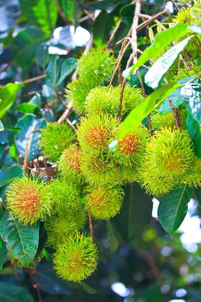 Rambutan — Foto Stock