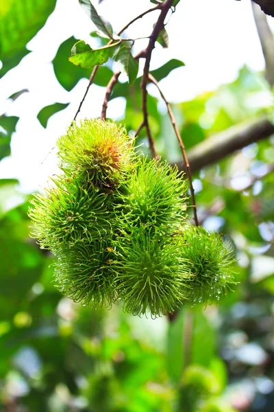 Rambutan — Stock Photo, Image