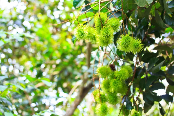 Rambutan — Stockfoto