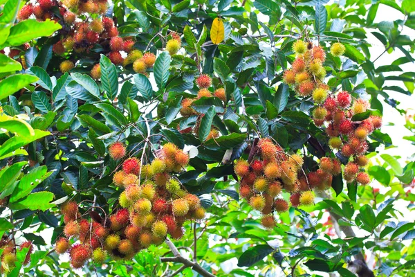 Rambutan — Fotografia de Stock