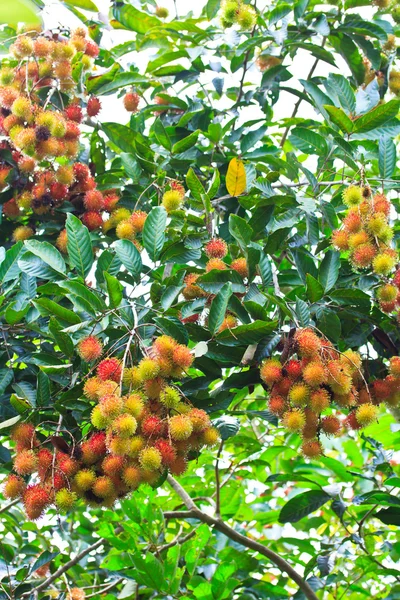 Rambutan — Fotografia de Stock