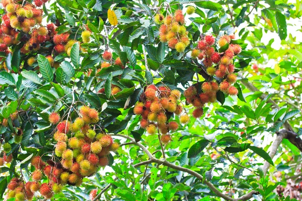 Rambutan — Foto Stock