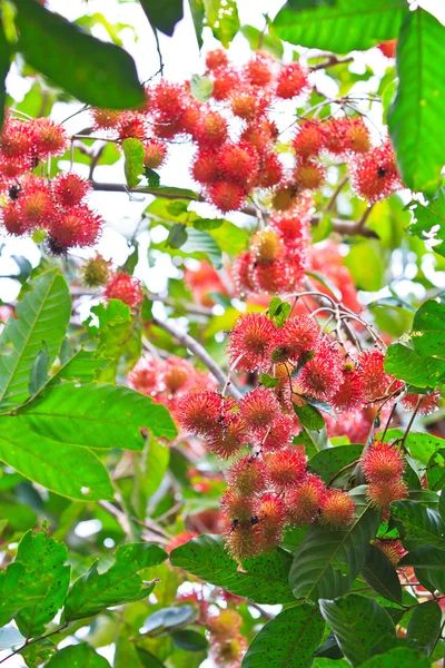 Rambutan – stockfoto