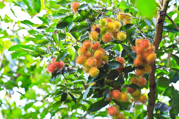 Rambutan — Φωτογραφία Αρχείου