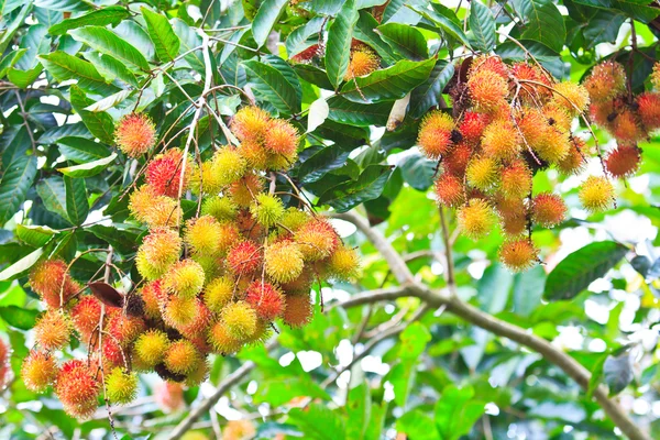 Rambutan — Stock fotografie