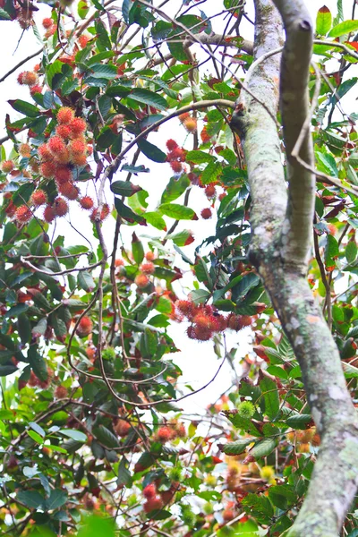 Rambutan — Fotografia de Stock