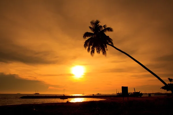 Árbol de coco — Foto de Stock